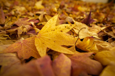 Close-up of yellow maple leaves