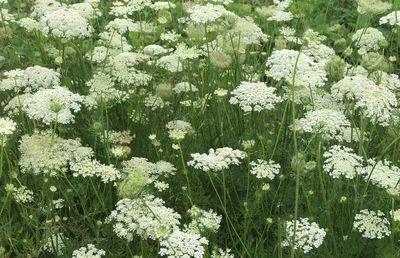 Close-up of flowers blooming outdoors