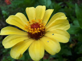 Close-up of yellow flower blooming outdoors