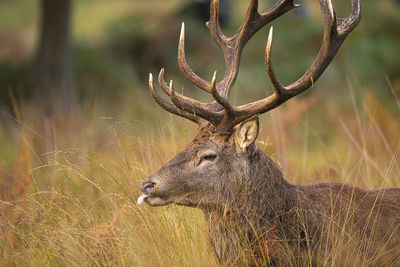 Deer in a field