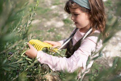 From above of cute little girl in casual clothes collecting fresh ripe olives from tree into straw basket while working in plantation on sunny day