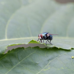 Close-up of fly on leaf