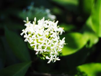 Close-up of white flowering plant