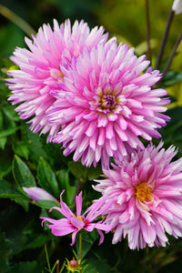 Close-up of pink dahlia