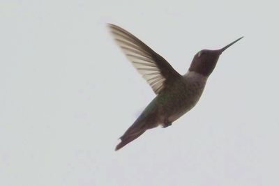 Low angle view of seagull flying in sky