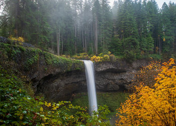 Scenic view of waterfall in forest