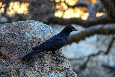 Bird perching on wood