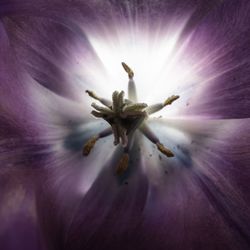 Close-up of purple flowering plant