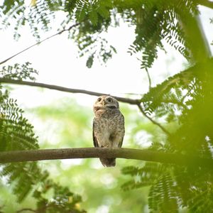 Low angle view of a bird on branch