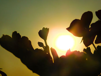 Close-up of silhouette leaves against sky during sunset