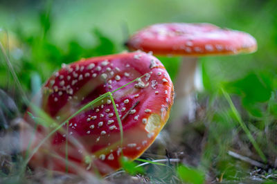 Close-up of fly agaric mushroom on field