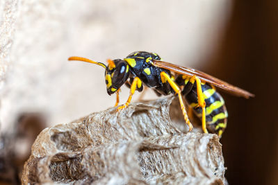 Female paper wasp building her nest