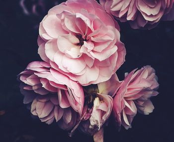 Close-up of pink rose flower against black background