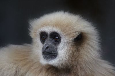 Close-up portrait of a monkey