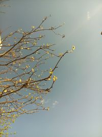 Low angle view of tree against clear sky