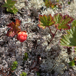 Close-up of red berries growing on tree