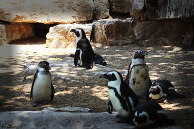 View of penguins on rocks