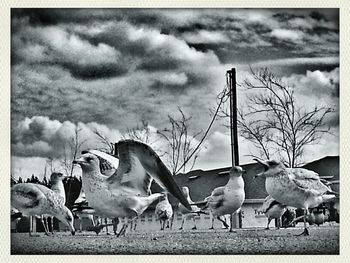 Flock of birds on field against cloudy sky