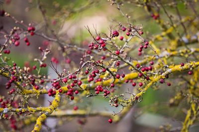 Berries on tree