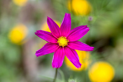 Close-up of pink flower