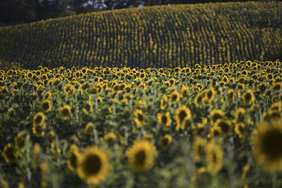 Sunflowers in farm