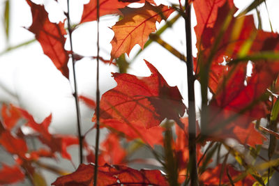 Close-up of maple leaves