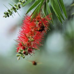 Close-up of red berries growing on tree