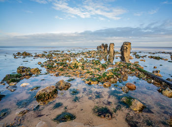 Seaweed covered rocks beside the wooden groyne on a sandy beach