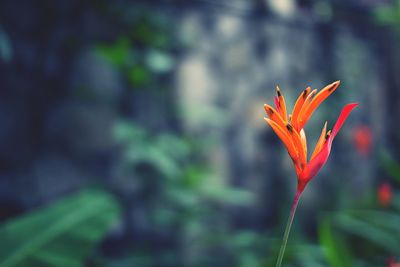 Close-up of flower blooming outdoors