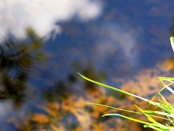 Close-up of plant against sky