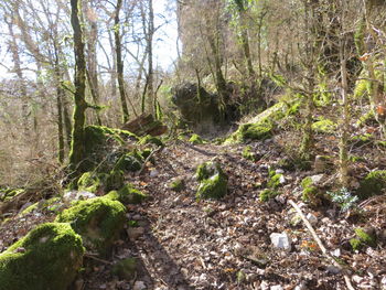 Plants and trees in forest