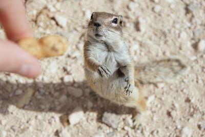 Close-up of hand holding squirrel