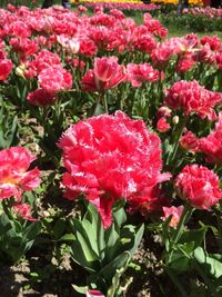 Close-up of red flowers blooming outdoors