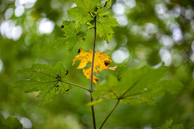 Close-up of maple leaves on tree during autumn