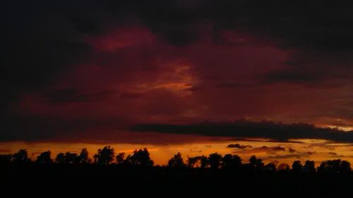 Silhouette of trees at sunset