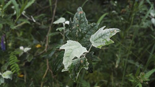 Close-up of fresh green plant