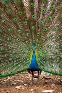 Peacock feathers