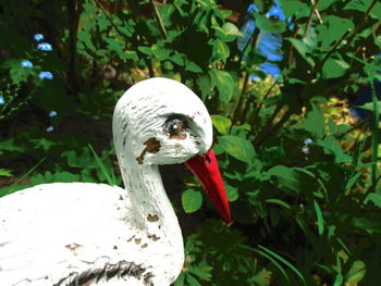 Close-up of a bird