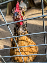 Close-up of a bird against fence