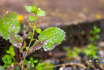 Close-up of wet plant leaves