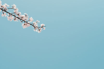 Low angle view of cherry blossoms against clear sky
