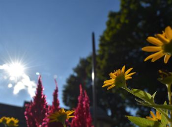 Close-up of yellow flowering plant against sky