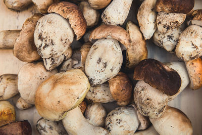 Full frame shot of mushrooms