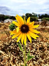 Close-up of sunflower blooming in field