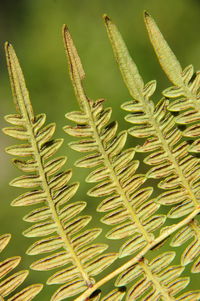 Close-up of fresh green plant