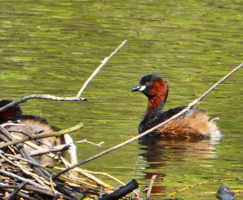 Birds in calm water