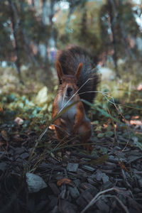 View of squirrel 