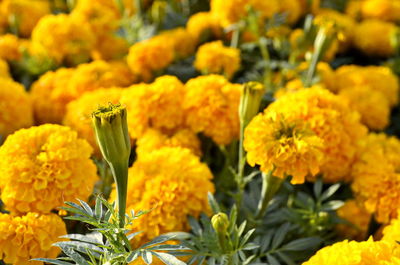 Close-up of yellow flowers