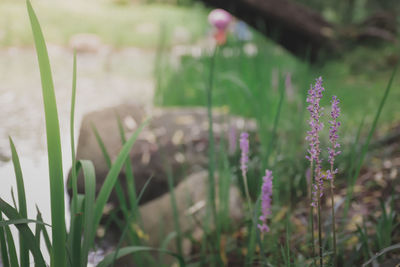 Close-up of purple crocus flowers on field