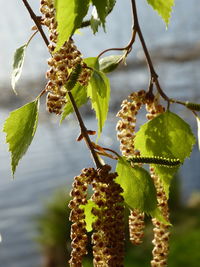 Close-up of flowering plant against tree